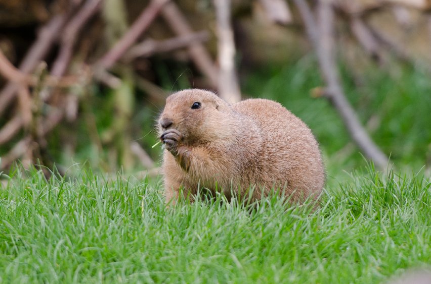 gopher