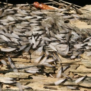 subterranean termite