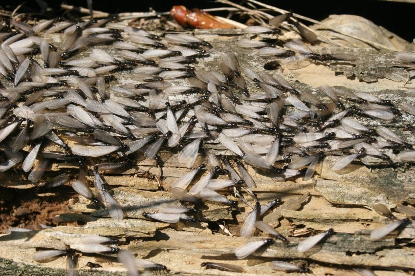 subterranean termite