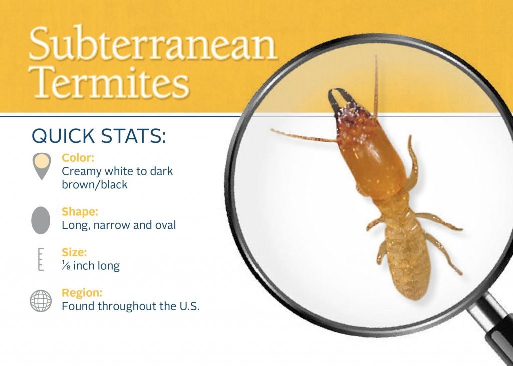 Subterranean termite info
