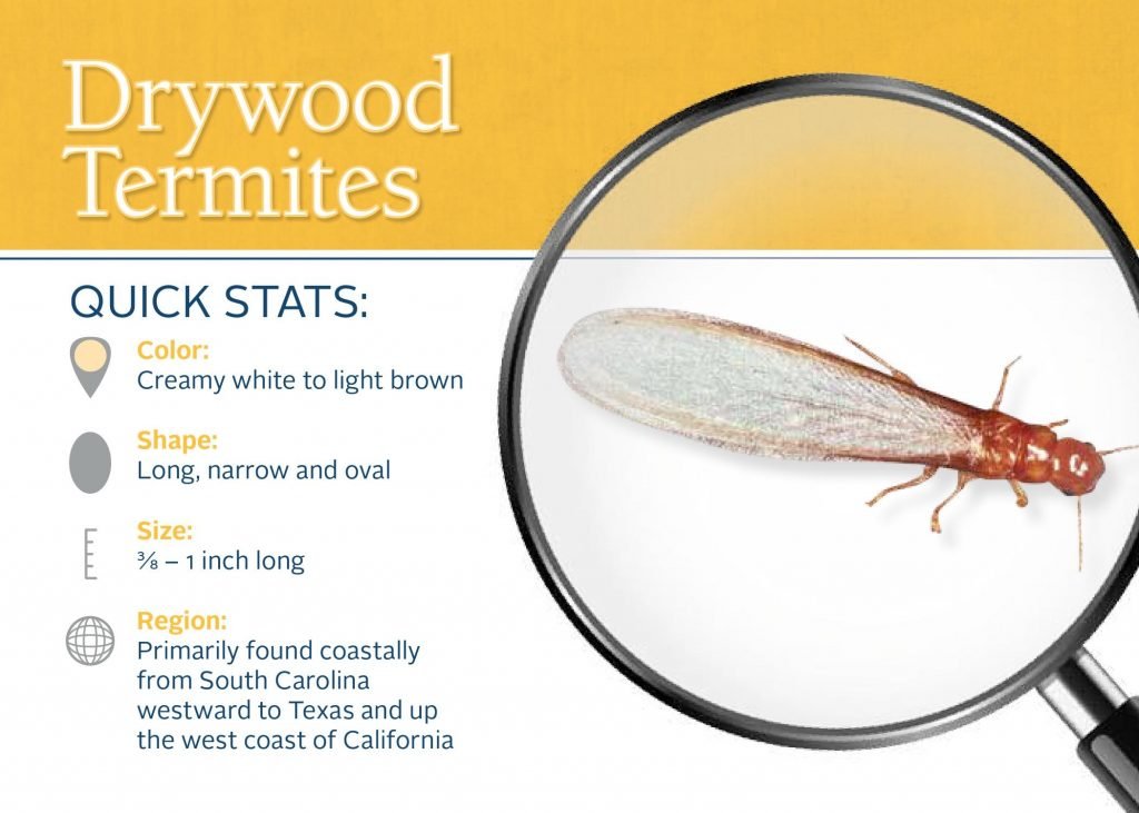 drywood termite info