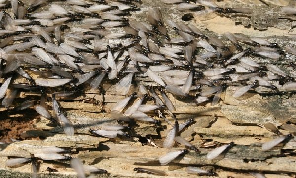 Swarming subterranean termites.
