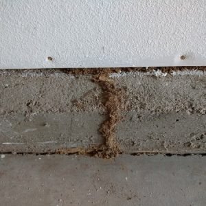 Subterranean termite mud tube on house foundation
