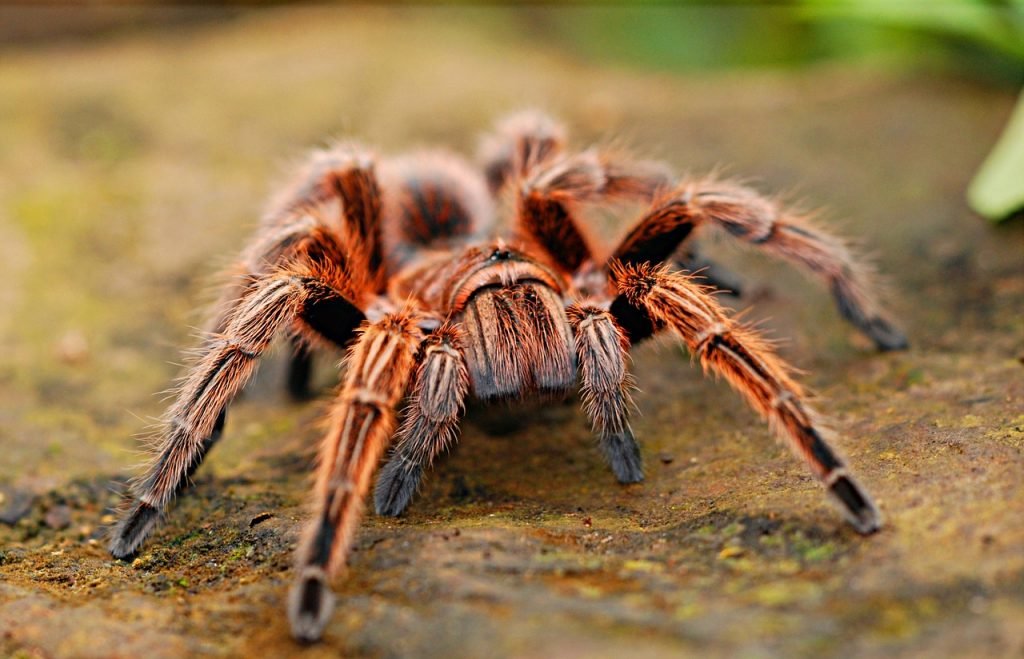 spider, tarantula, creepy