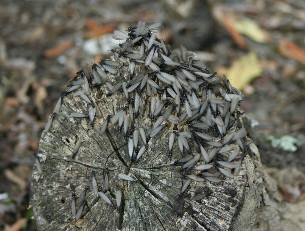 termites, wings, insects