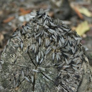 termites, wings, insects