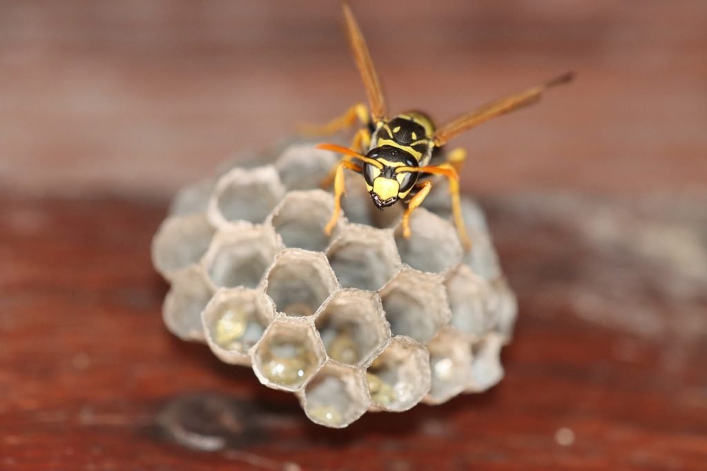 wasp, hornet, insect