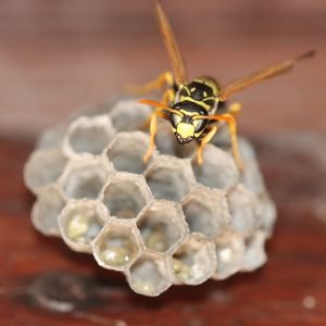 wasp, hornet, insect