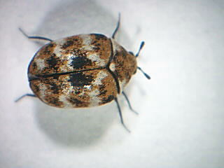 carpet beetle