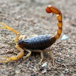 Black and Brown Insect with Pincers
