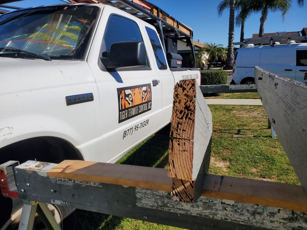Termite-damaged board resting on sawhorses beside a service truck.